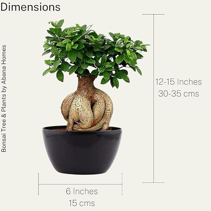 Abana Homes Bonsai Plants for Home Indoor Live - Ficus Bonsai Tree in Black Ceramic Pots - 5 Year Old - Indoor Bonsai Plants for Living Room, Office & Balcony Garden