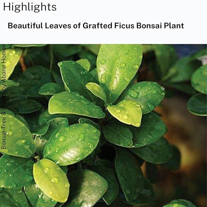 Abana Homes Bonsai Plants for Home Indoor Live - Ficus Bonsai Tree in Black Ceramic Pots - 5 Year Old - Indoor Bonsai Plants for Living Room, Office & Balcony Garden