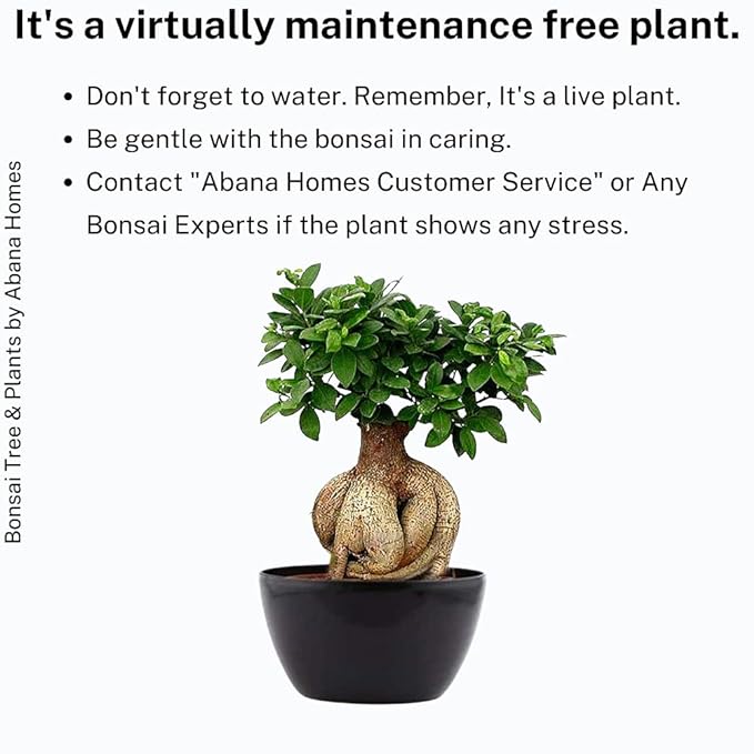 Abana Homes Bonsai Plants for Home Indoor Live - Ficus Bonsai Tree in Black Ceramic Pots - 5 Year Old - Indoor Bonsai Plants for Living Room, Office & Balcony Garden