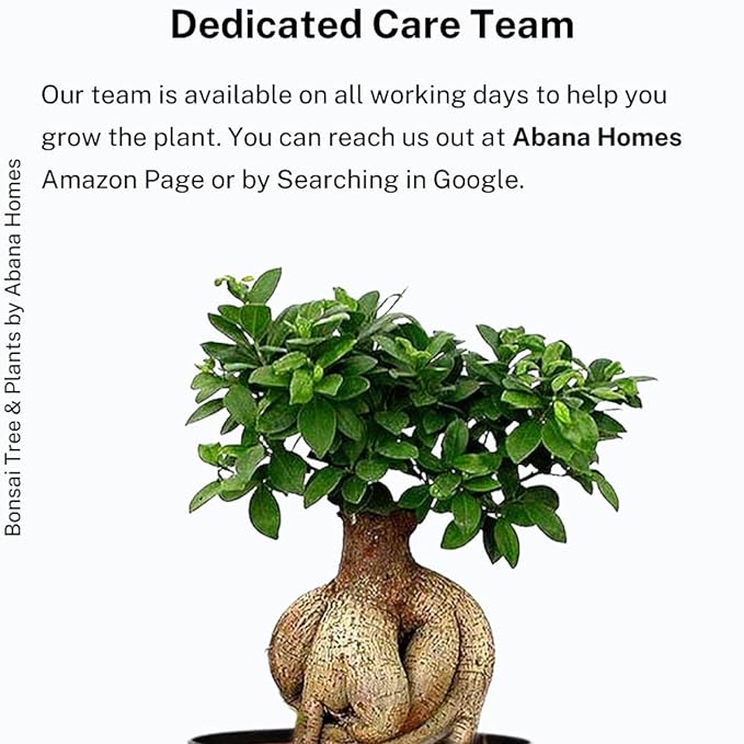 Abana Homes Bonsai Plants for Home Indoor Live - Ficus Bonsai Tree in Black Ceramic Pots - 5 Year Old - Indoor Bonsai Plants for Living Room, Office & Balcony Garden