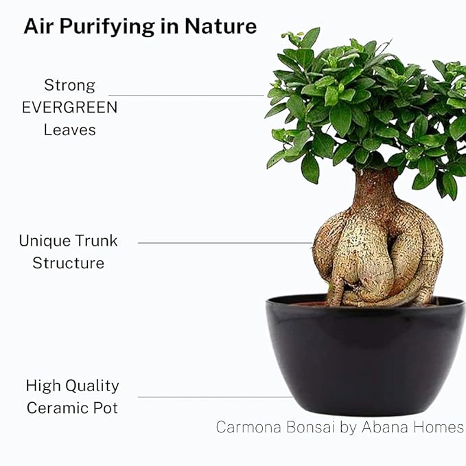 Abana Homes Bonsai Plants for Home Indoor Live - Ficus Bonsai Tree in Black Ceramic Pots - 5 Year Old - Indoor Bonsai Plants for Living Room, Office & Balcony Garden