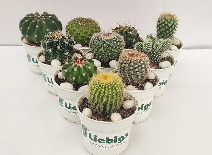 Liebigs Non Grafted Indoor Air Purifier plant Combo Cactus Pack Of 10