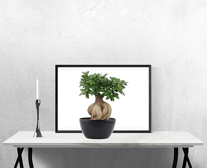 Abana Homes Bonsai Plants for Home Indoor Live - Ficus Bonsai Tree in Black Ceramic Pots - 5 Year Old - Indoor Bonsai Plants for Living Room, Office & Balcony Garden