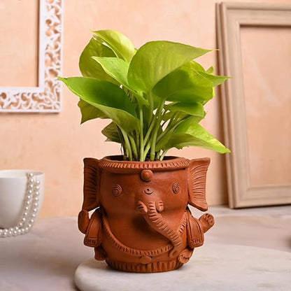 FlowerAura Decorative AirPurifying Money Live Indoor Plant With Clay Terracotta Ganesha Shape Pot Vase For Living Room, Balcony, Table Desk, Office/Home Decoration