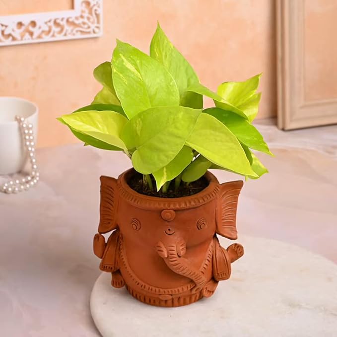 FlowerAura Decorative AirPurifying Money Live Indoor Plant With Clay Terracotta Ganesha Shape Pot Vase For Living Room, Balcony, Table Desk, Office/Home Decoration