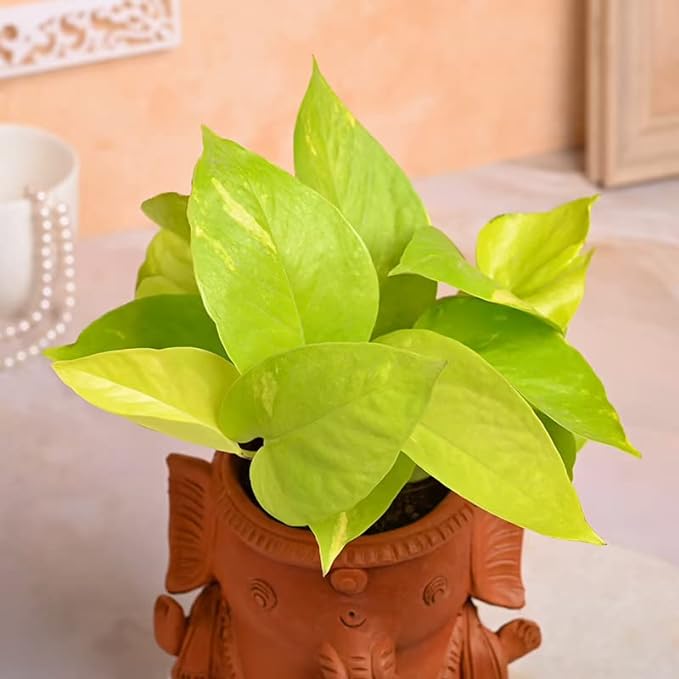 FlowerAura Decorative AirPurifying Money Live Indoor Plant With Clay Terracotta Ganesha Shape Pot Vase For Living Room, Balcony, Table Desk, Office/Home Decoration