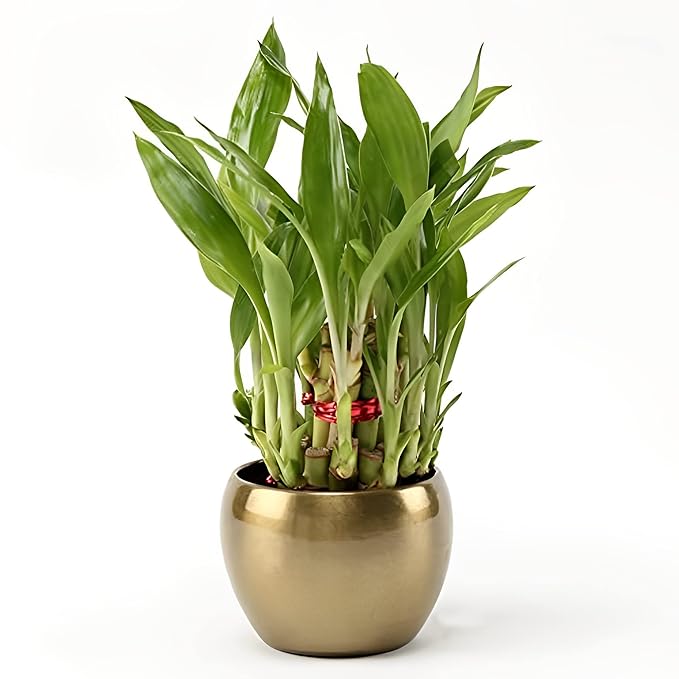 Unmukth Good Luck Air Purifying 2 Layer Bamboo Live Indoor Plant in Metal Vase Pot For Living Room, Table Decor, Balcony, Office (Golden)