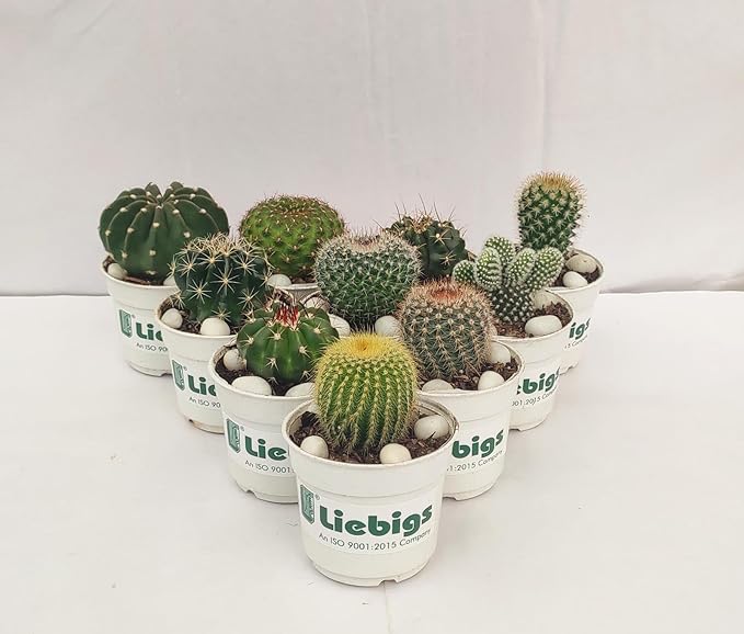 Liebigs Non Grafted Indoor Air Purifier plant Combo Cactus Pack Of 10