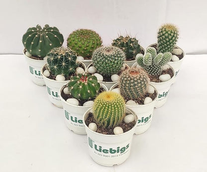 Liebigs Non Grafted Indoor Air Purifier plant Combo Cactus Pack Of 10