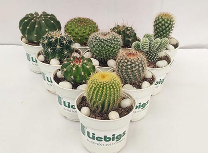 Liebigs Non Grafted Indoor Air Purifier plant Combo Cactus Pack Of 10